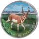 Antilopa - symbol nezkrotné kanadské fauny